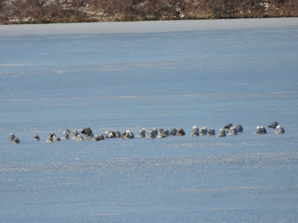 שחף עקוד-מקור - ML646913585