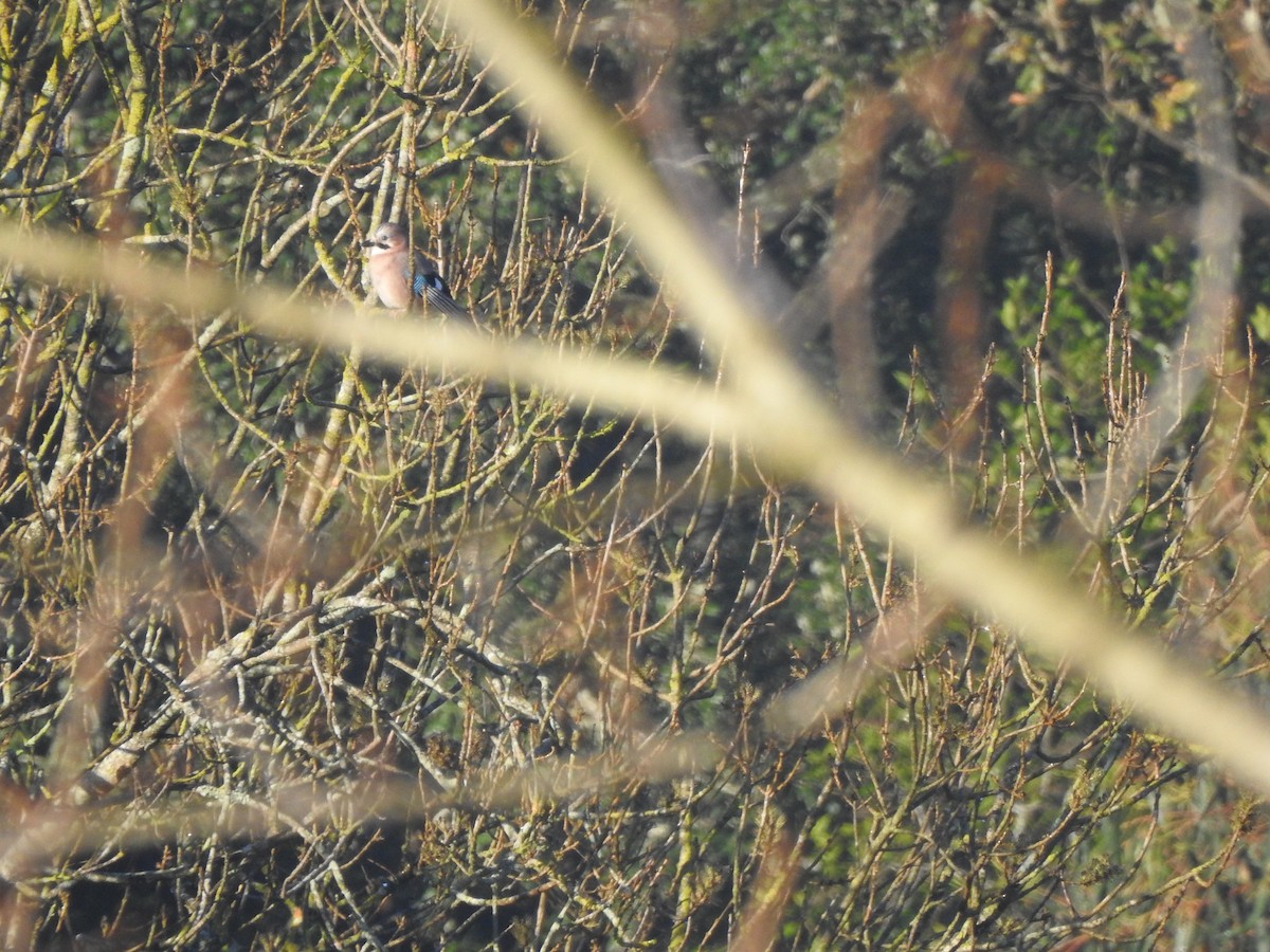 Eurasian Jay - ML646913586