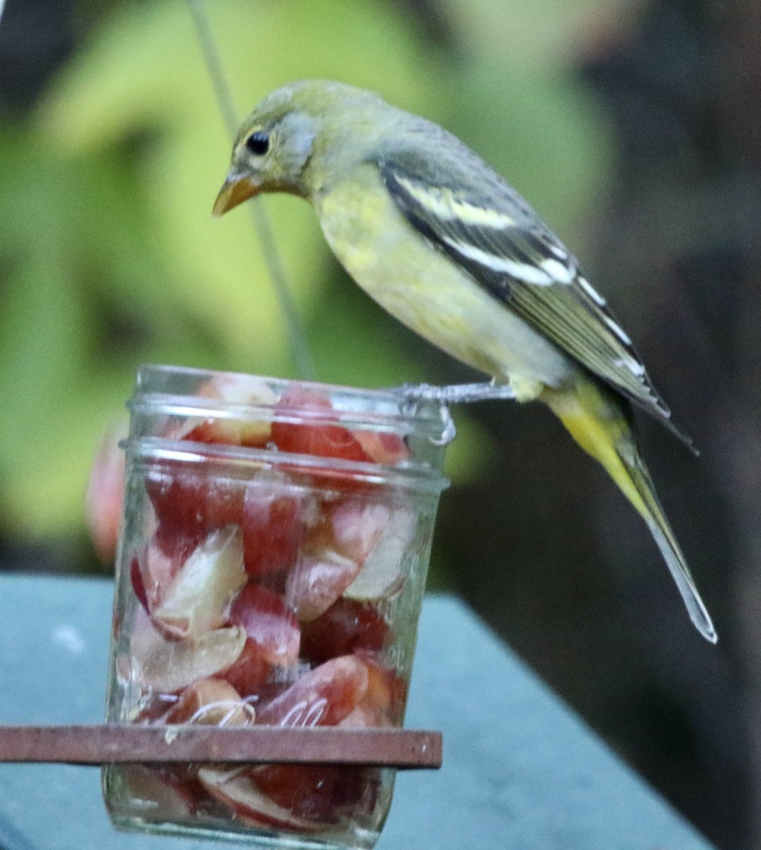 Желтоплечая пиранга - ML646913587