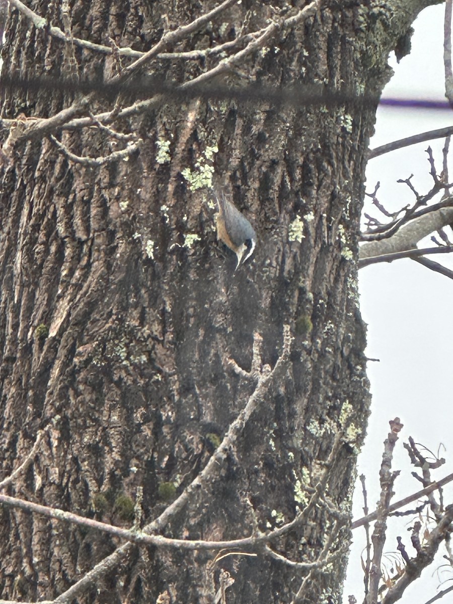 Red-breasted Nuthatch - ML646913589