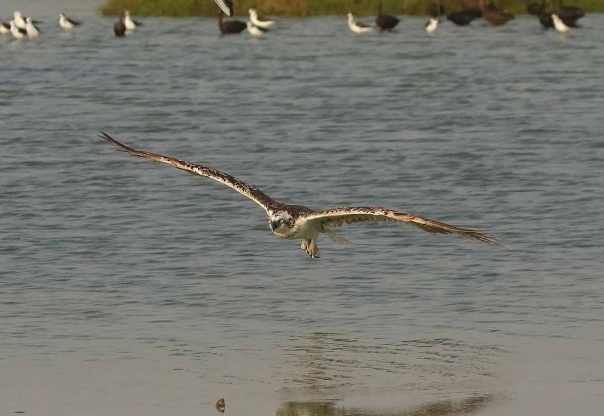 Osprey - ML646913592