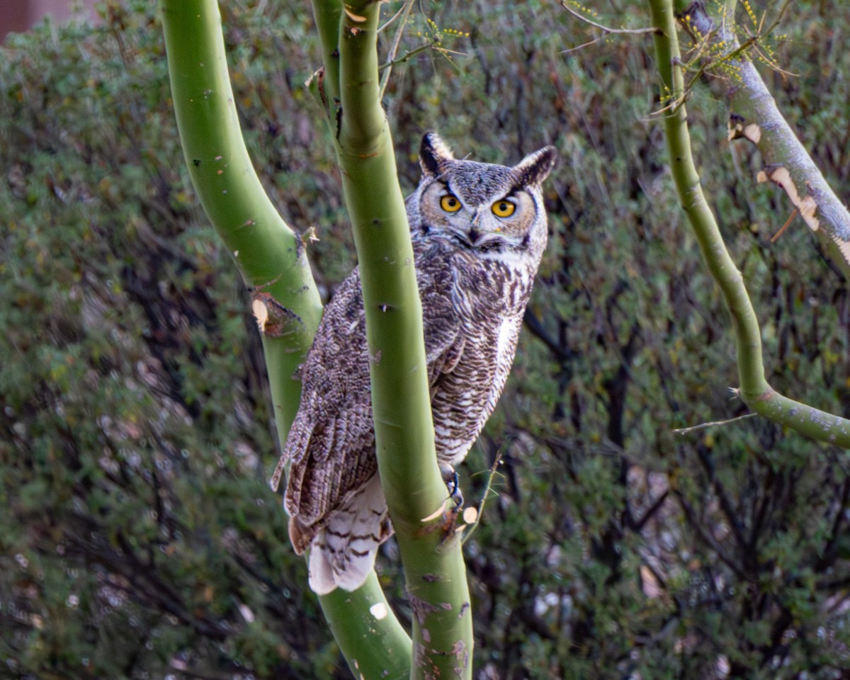 Great Horned Owl - ML646913594