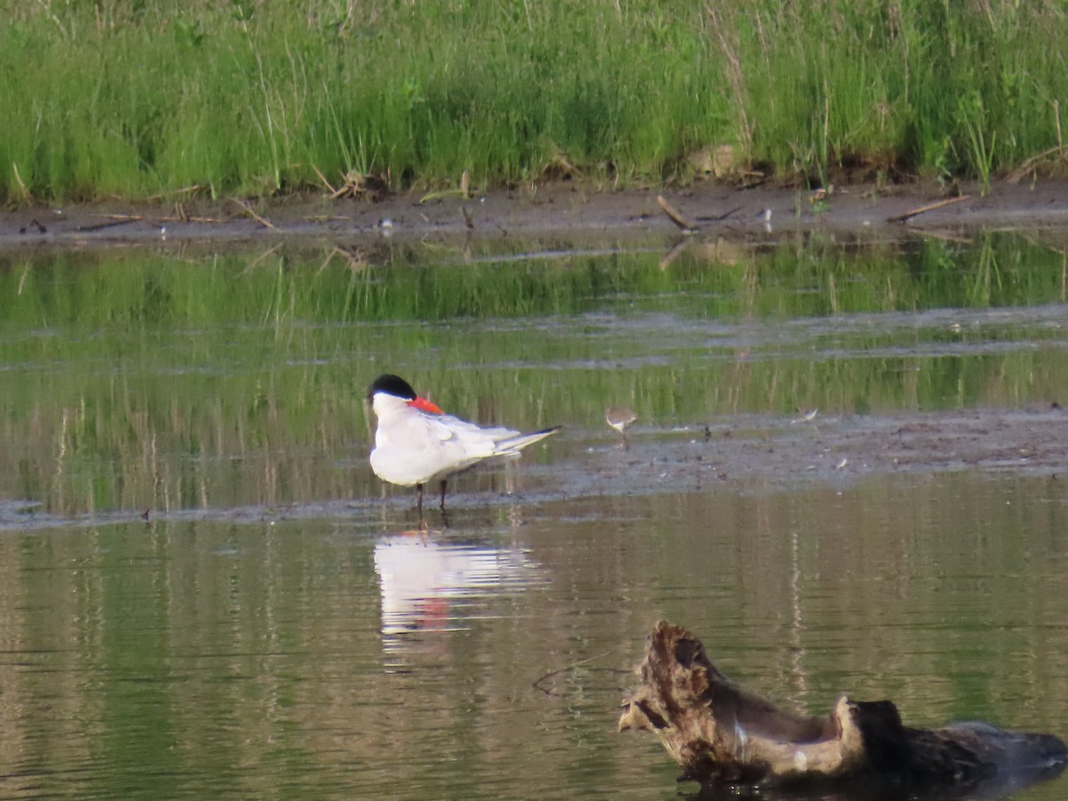 Caspian Tern - ML646913595