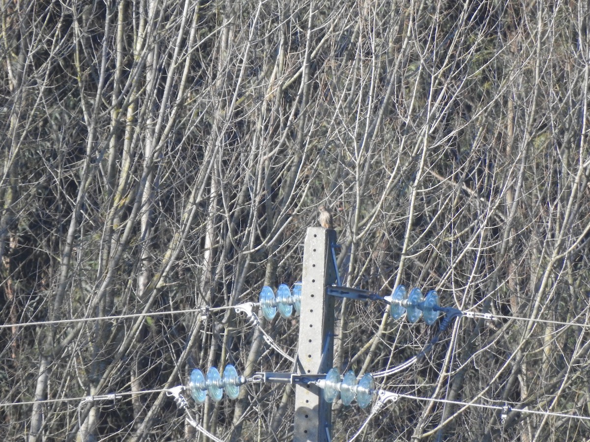 Eurasian Kestrel - ML646913596