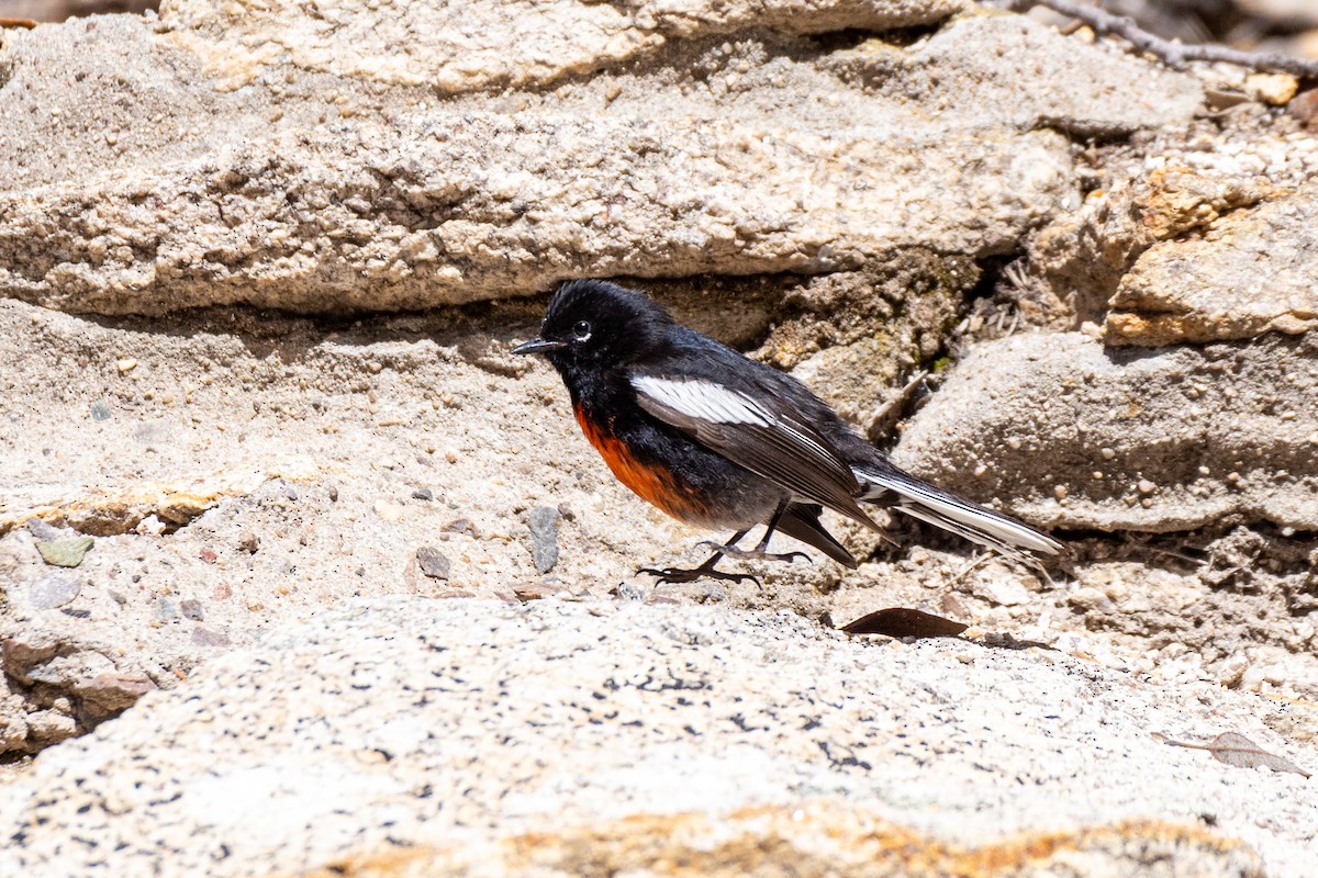 Painted Redstart - ML646913597