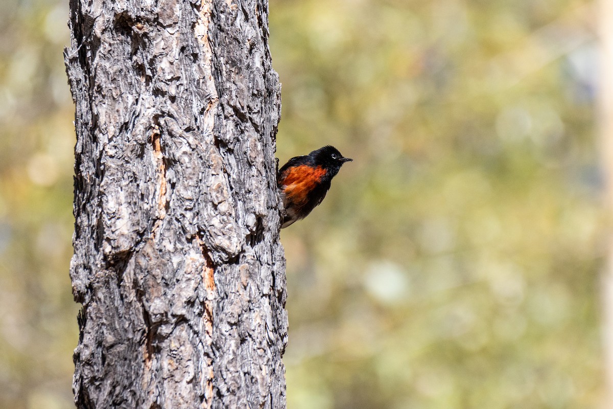 Painted Redstart - ML646913598