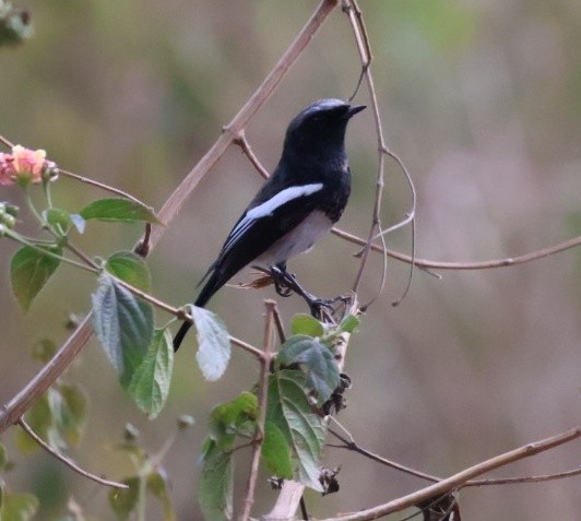 Blue-capped Redstart - ML646913599