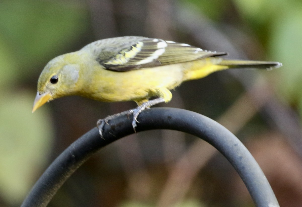 Желтоплечая пиранга - ML646913600