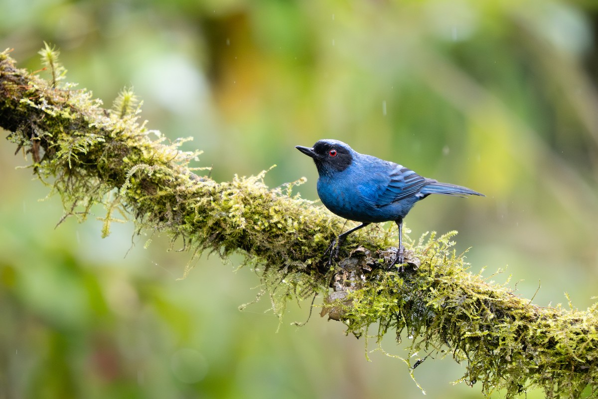 Masked Flowerpiercer - ML646913602