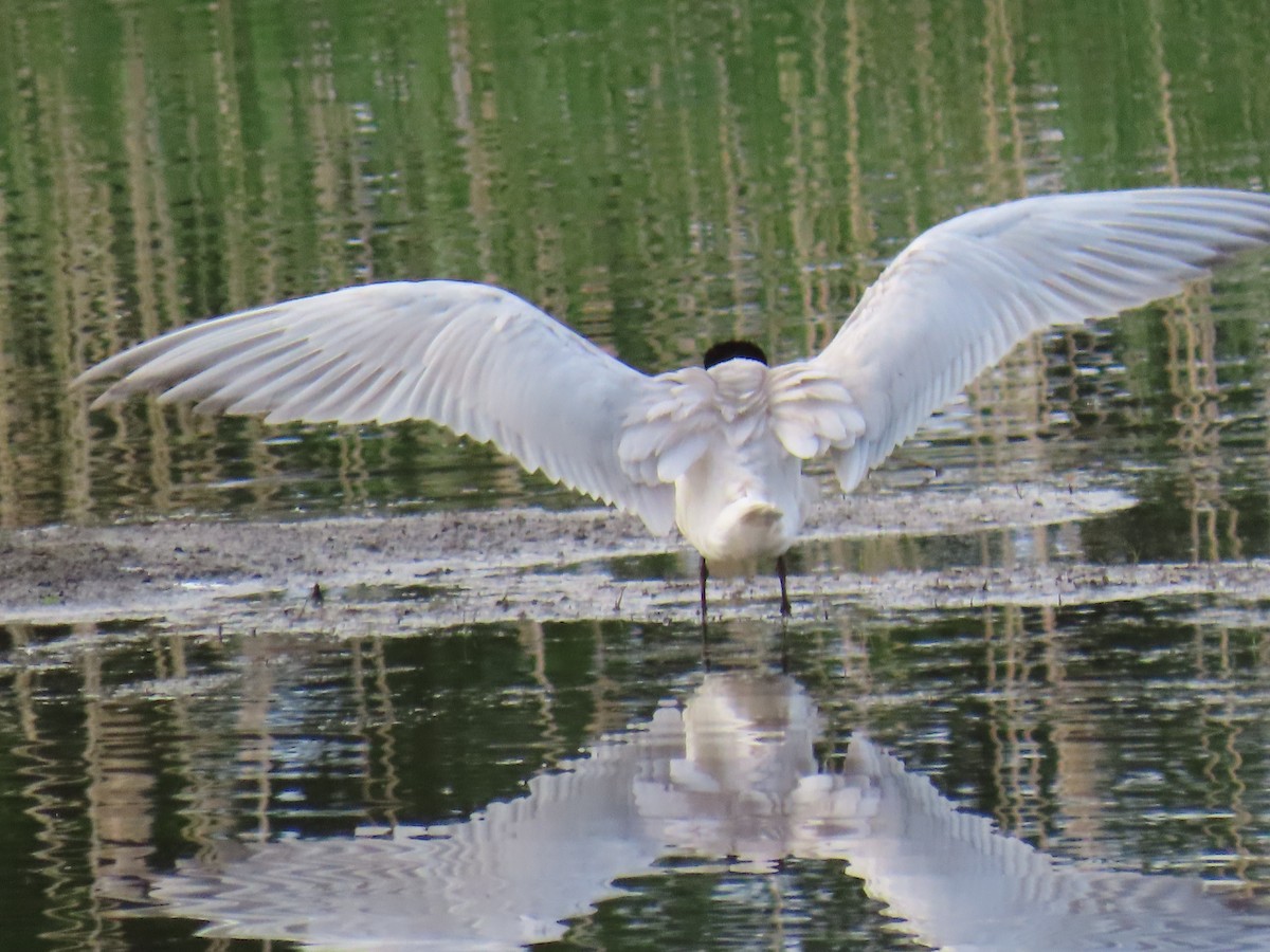 Caspian Tern - ML646913603