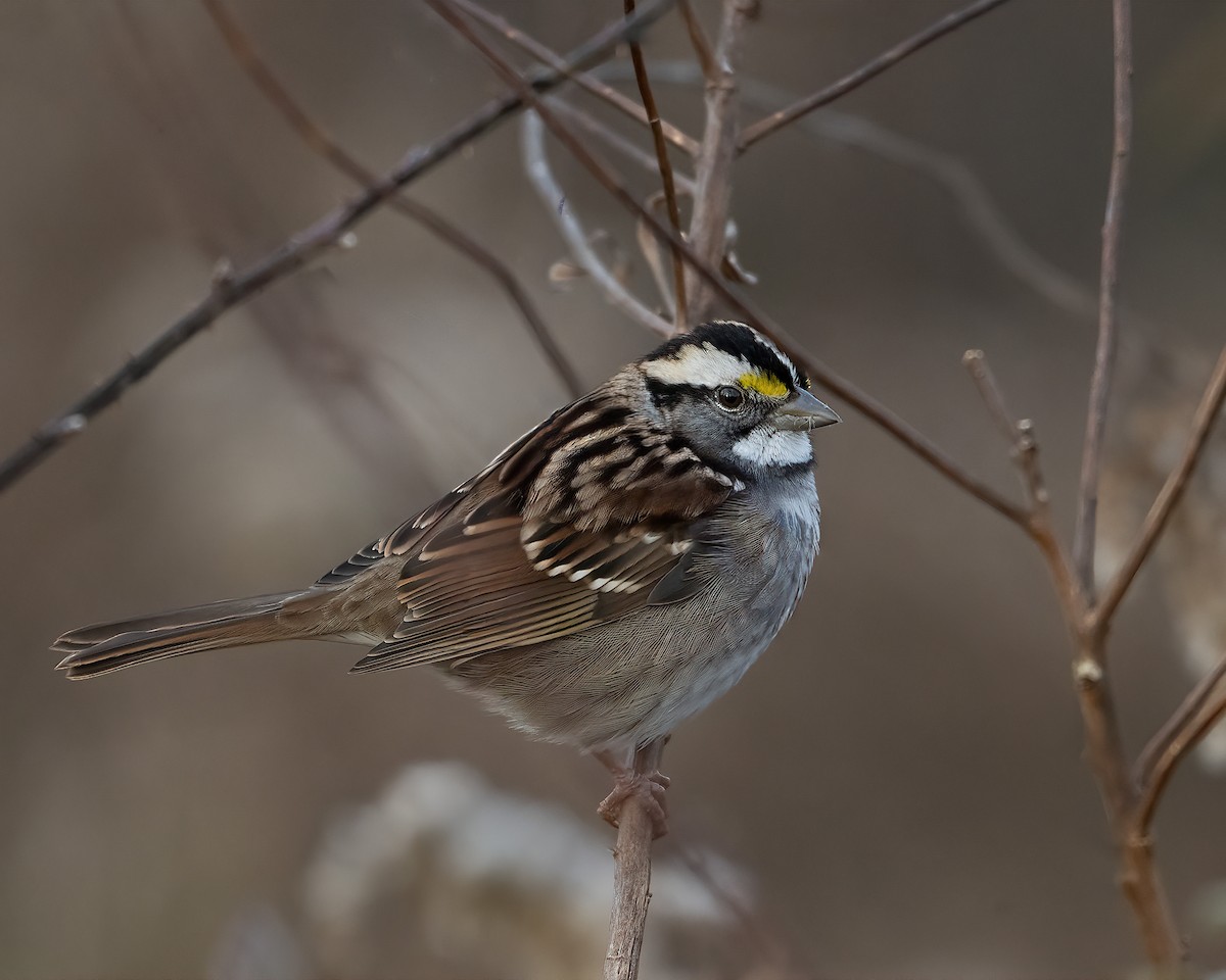 White-throated Sparrow - ML646913604