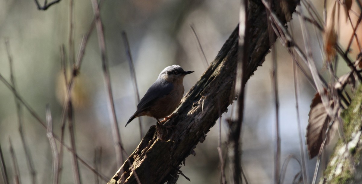 Garrapo eurasiarra - ML646913605