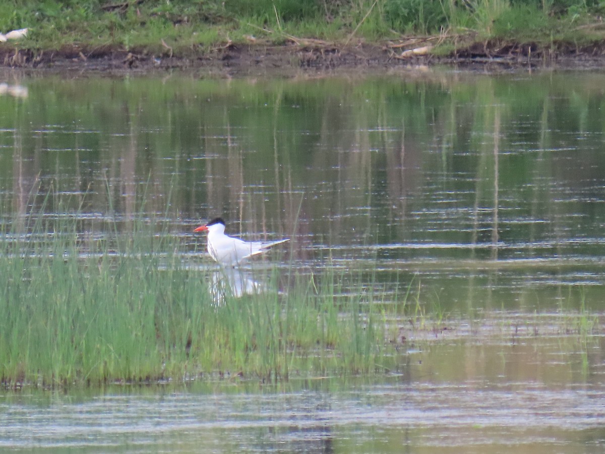 Caspian Tern - ML646913607