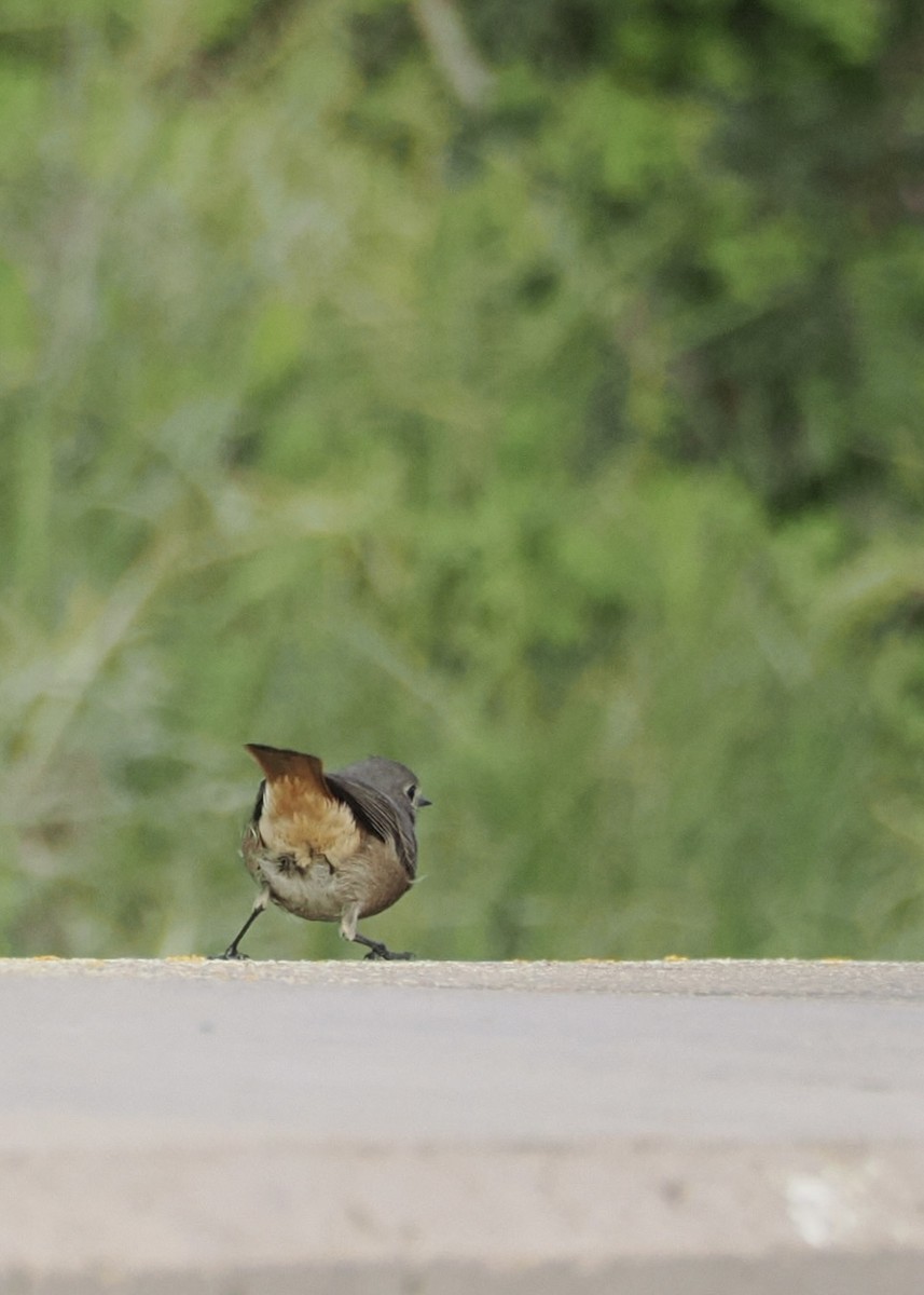 Black Redstart - ML646913608