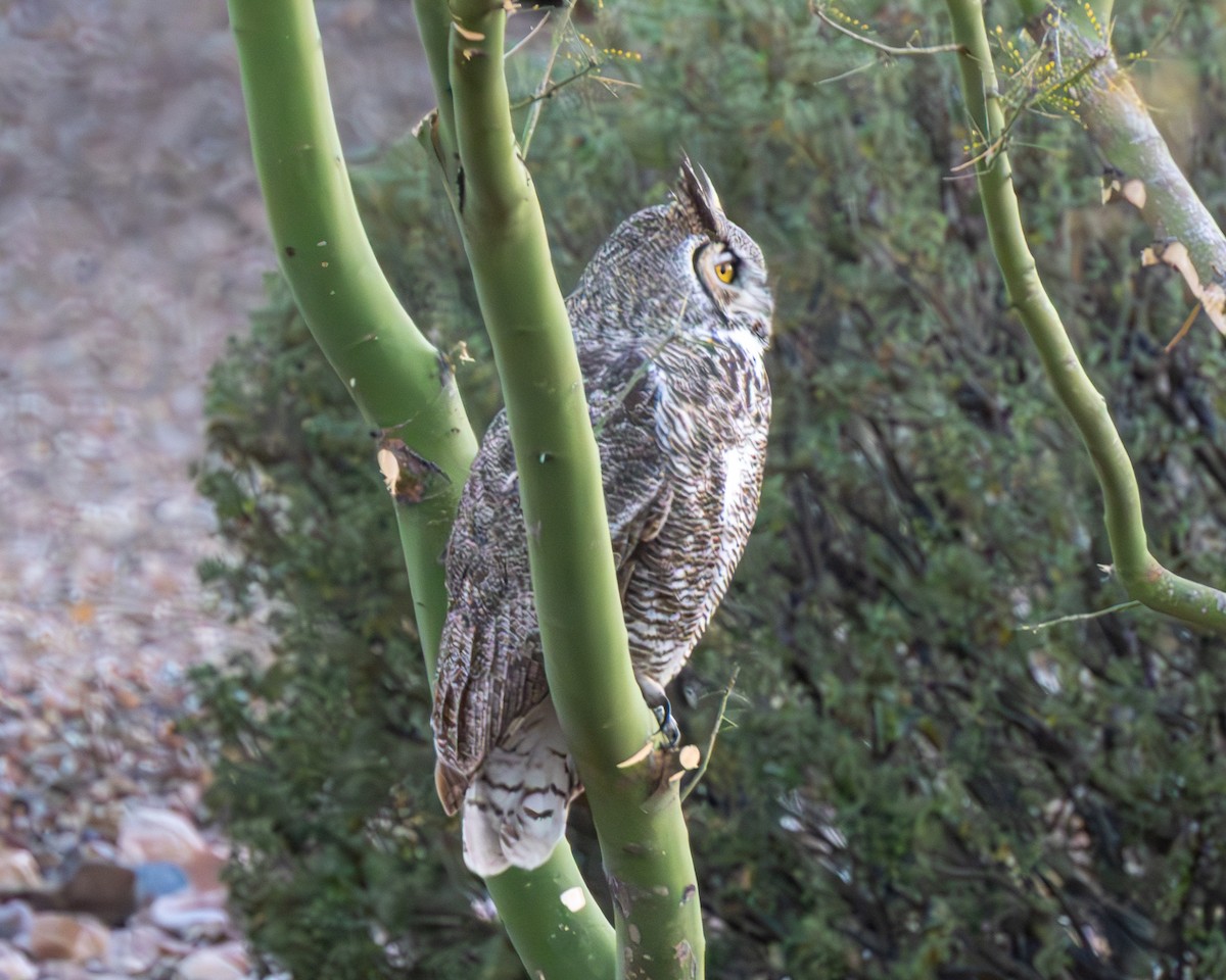 Great Horned Owl - ML646913610