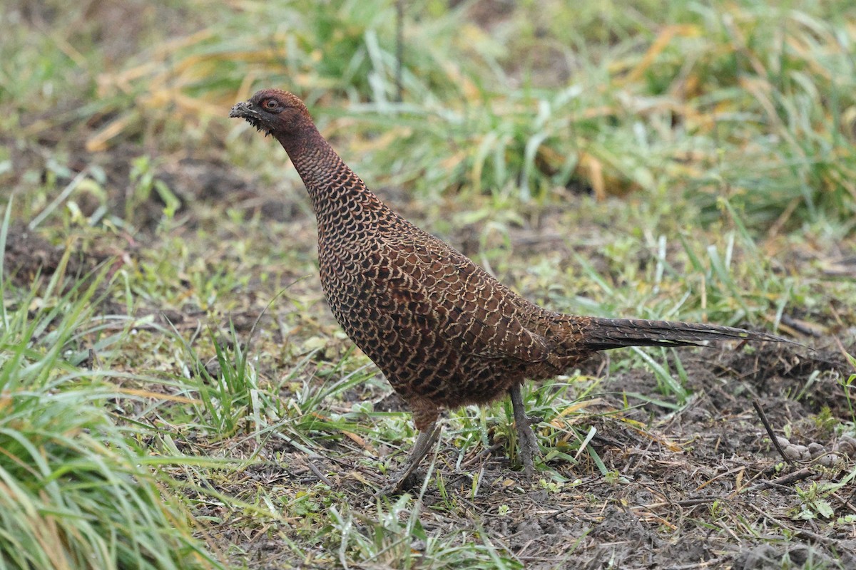 Ring-necked Pheasant - ML646913612