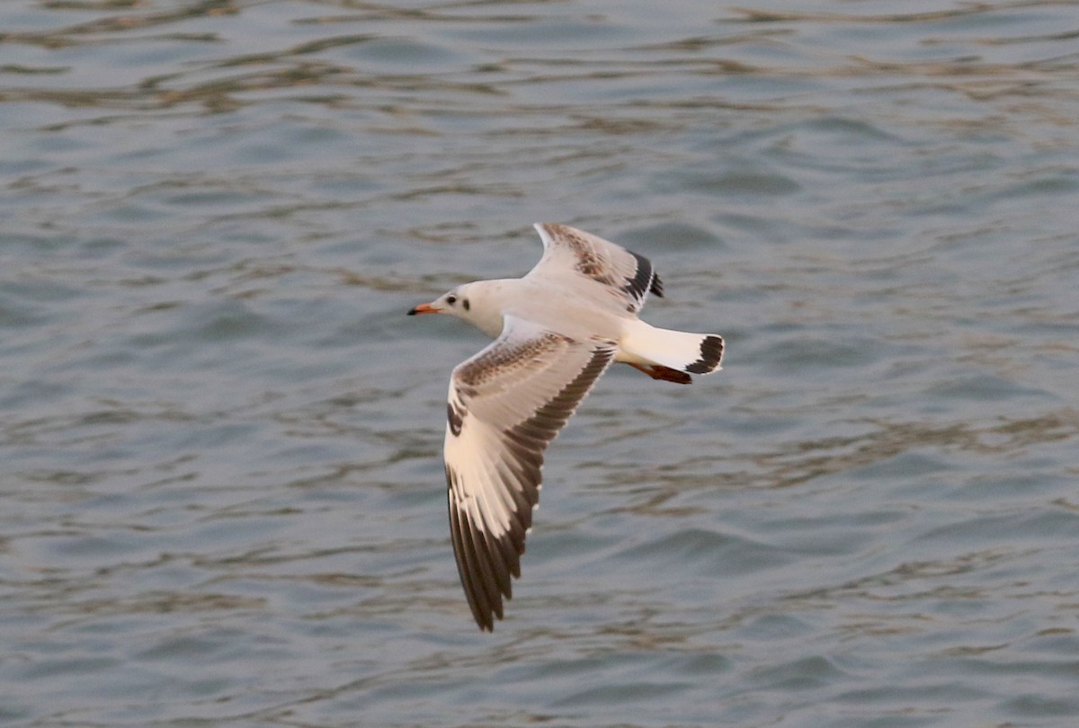 Brown-headed Gull - ML646913613