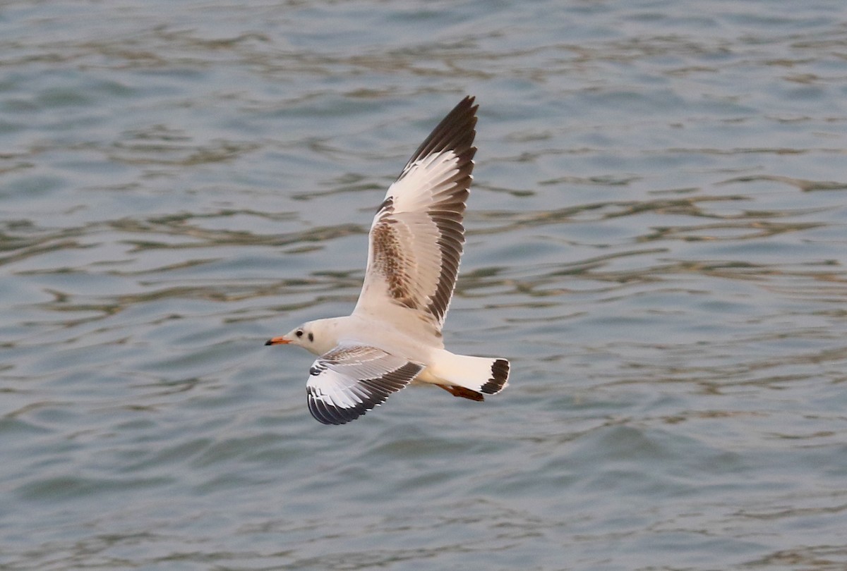 Brown-headed Gull - ML646913614