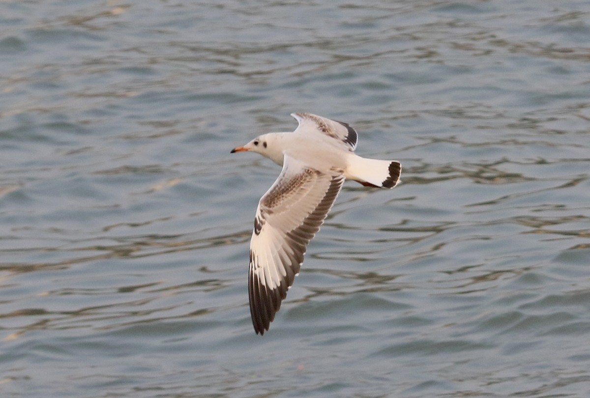 Brown-headed Gull - ML646913615