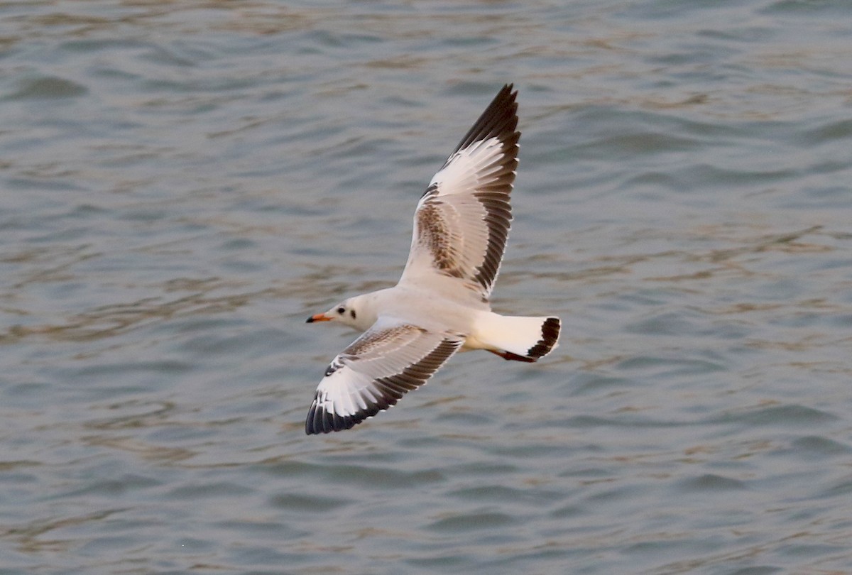 Brown-headed Gull - ML646913616