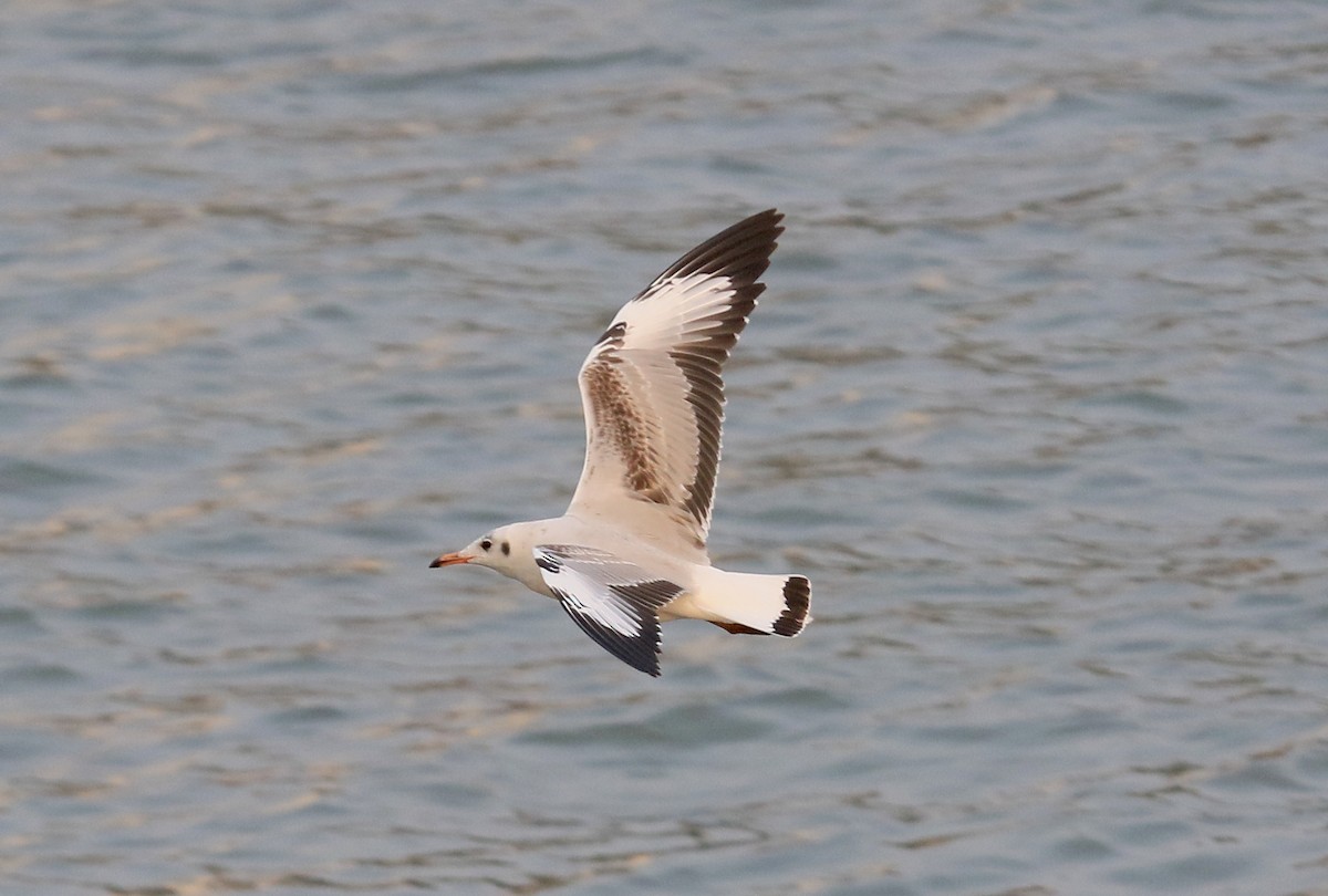 Brown-headed Gull - ML646913617