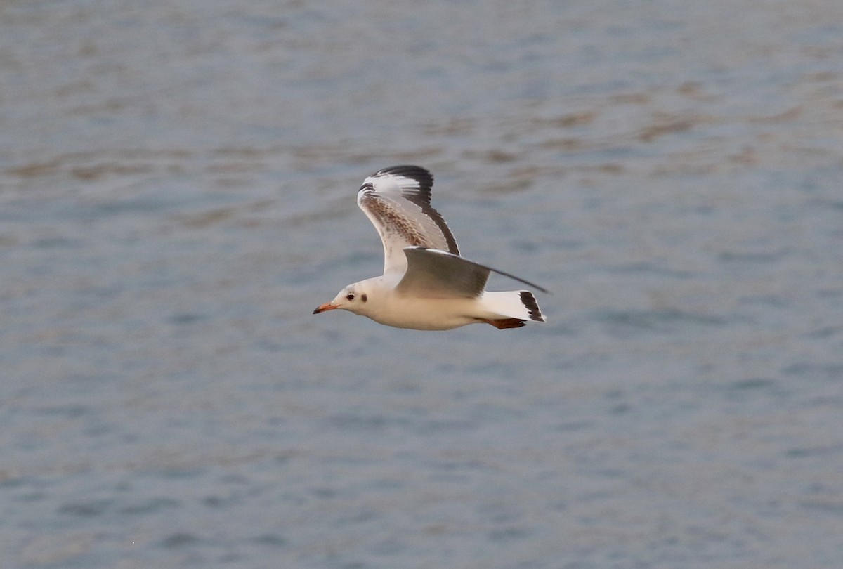 Brown-headed Gull - ML646913619