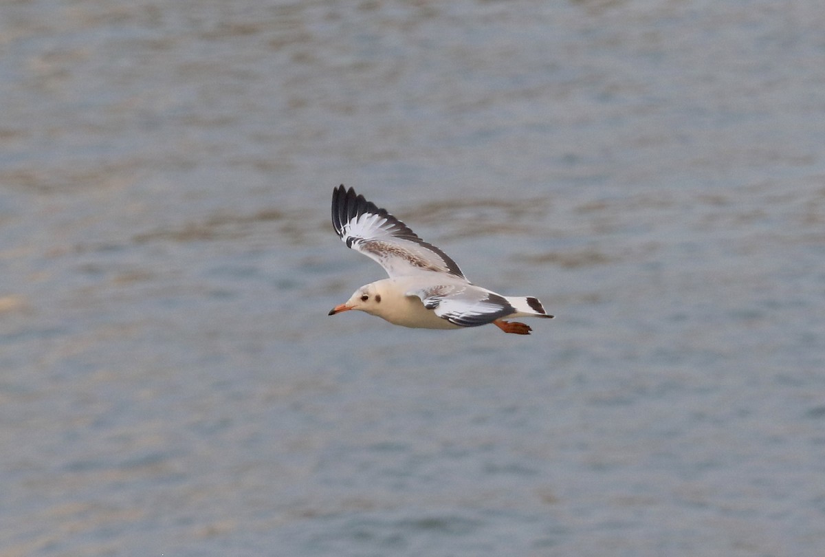 Brown-headed Gull - ML646913620