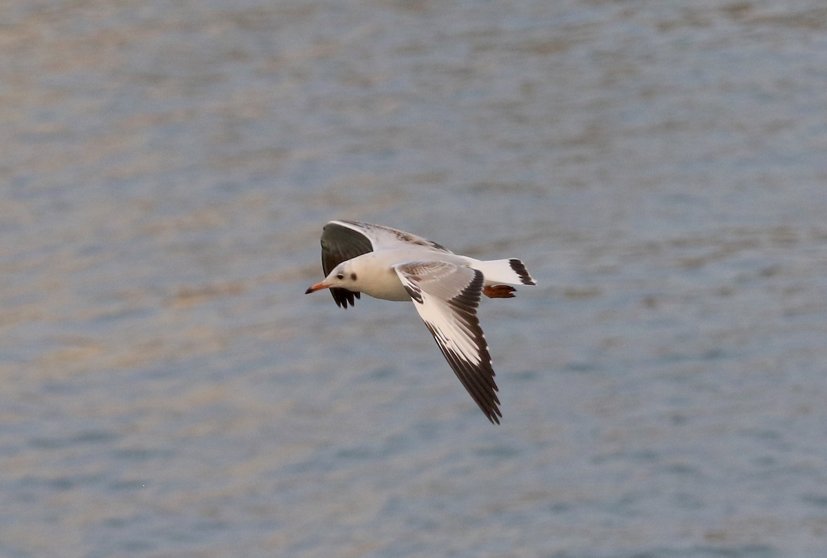 Brown-headed Gull - ML646913621