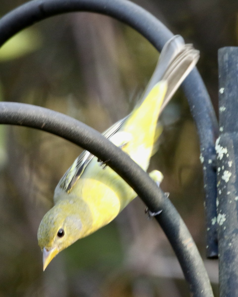 Желтоплечая пиранга - ML646913625