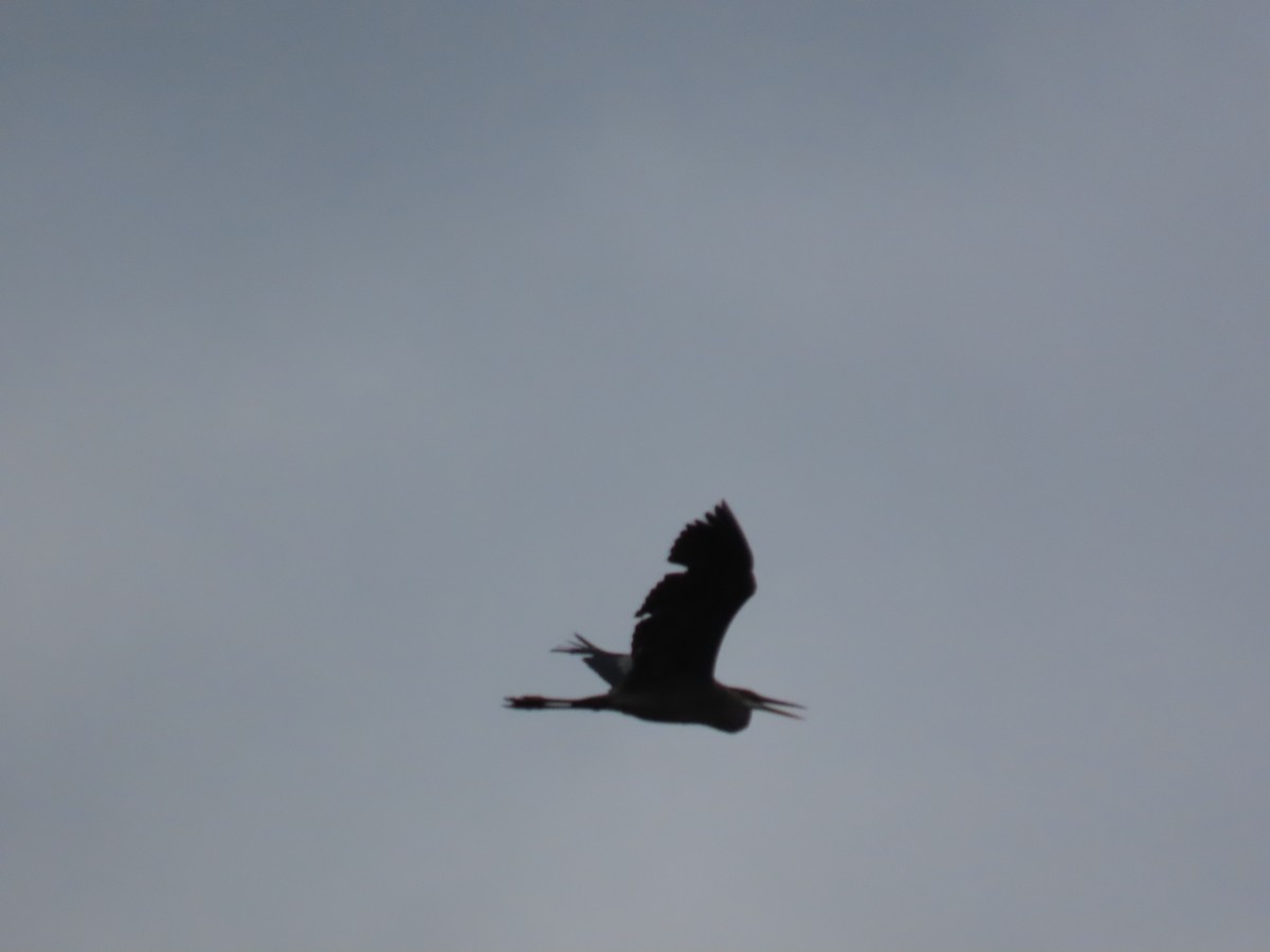 Great Blue Heron - ML646913626