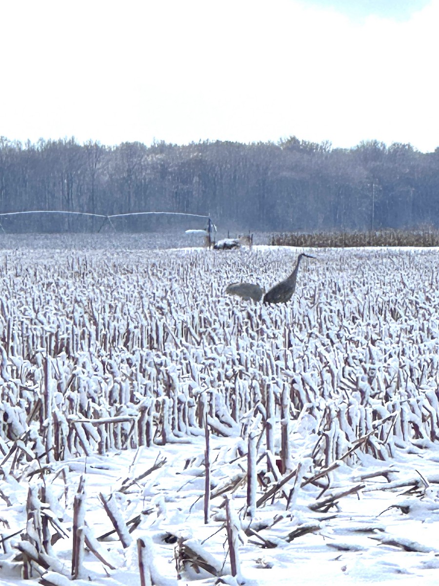 Sandhill Crane - ML646913628