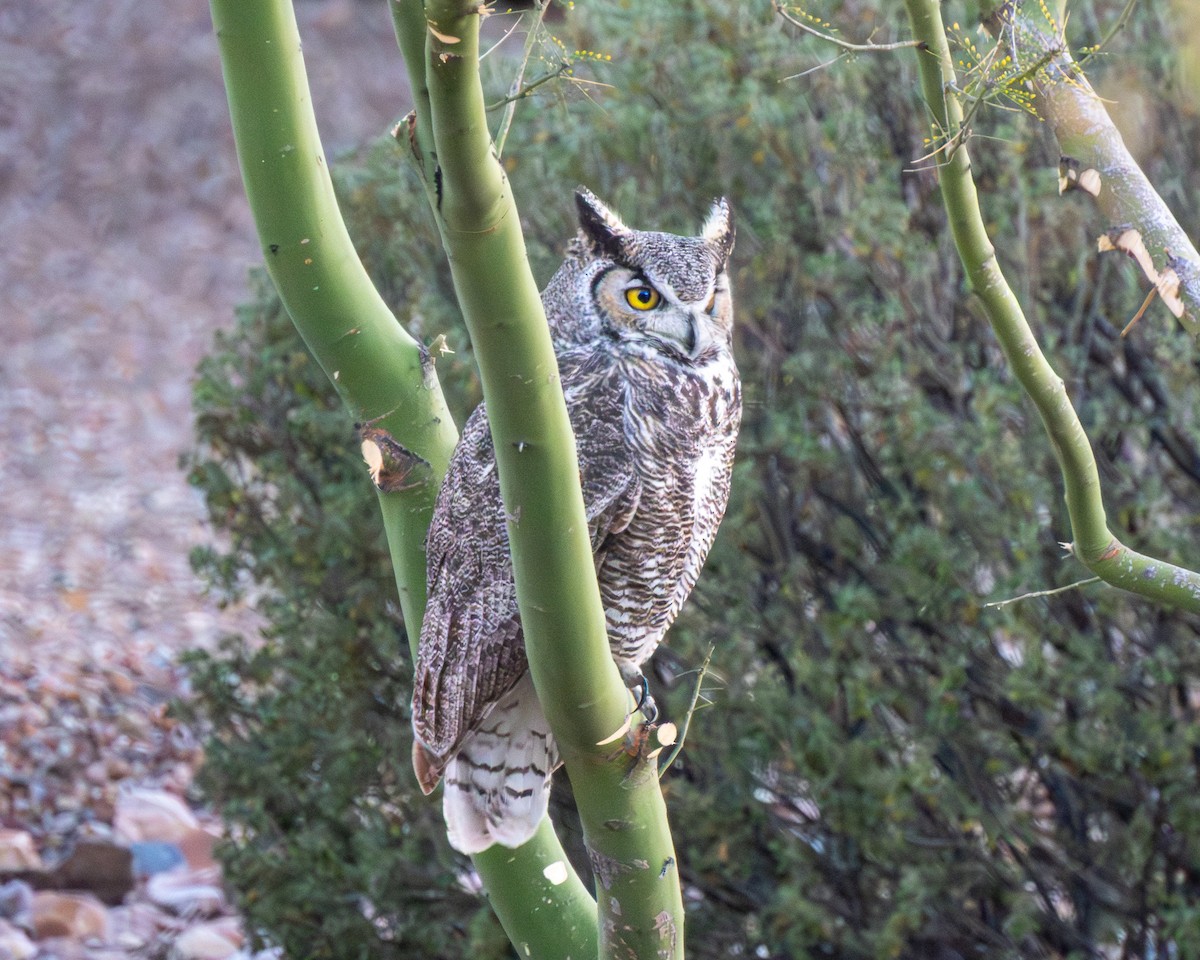 Great Horned Owl - ML646913629