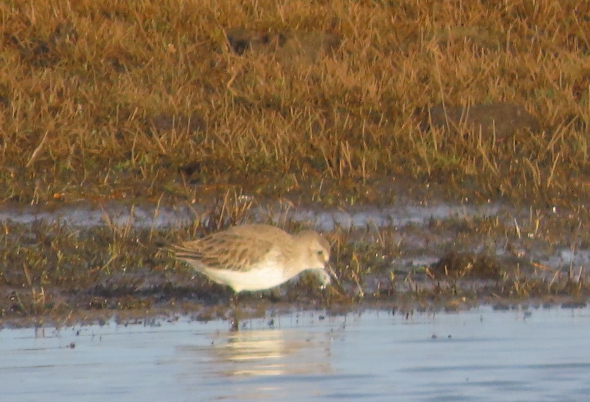 Dunlin - ML646913630