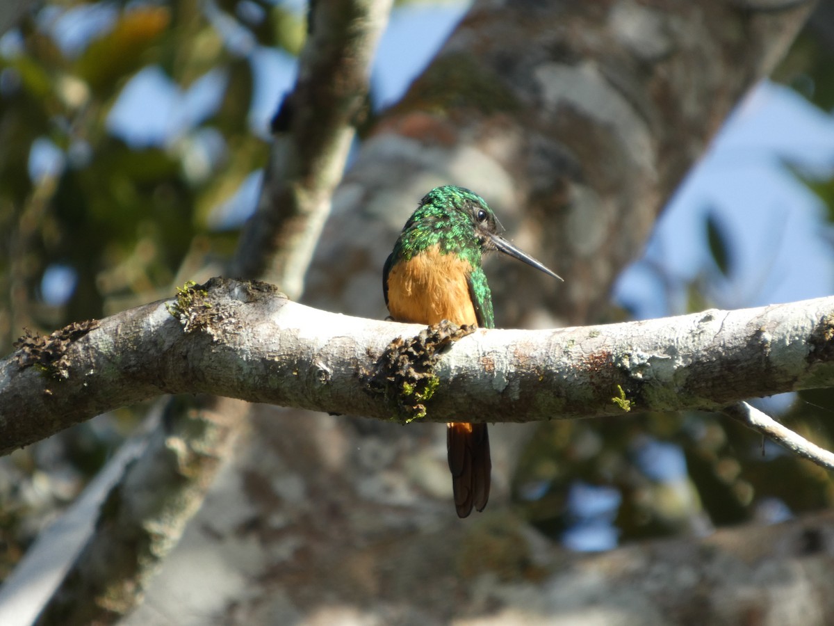 Bluish-fronted Jacamar - ML646913631