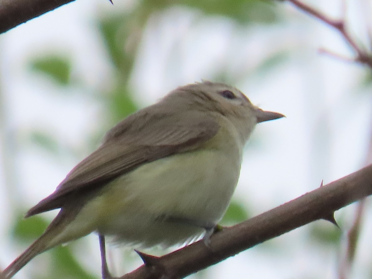 Eastern Warbling Vireo - ML646913632