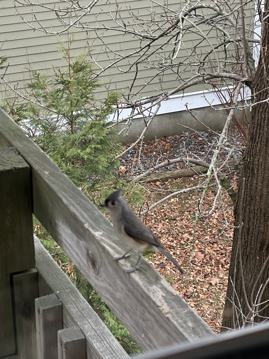 Tufted Titmouse - ML646913633