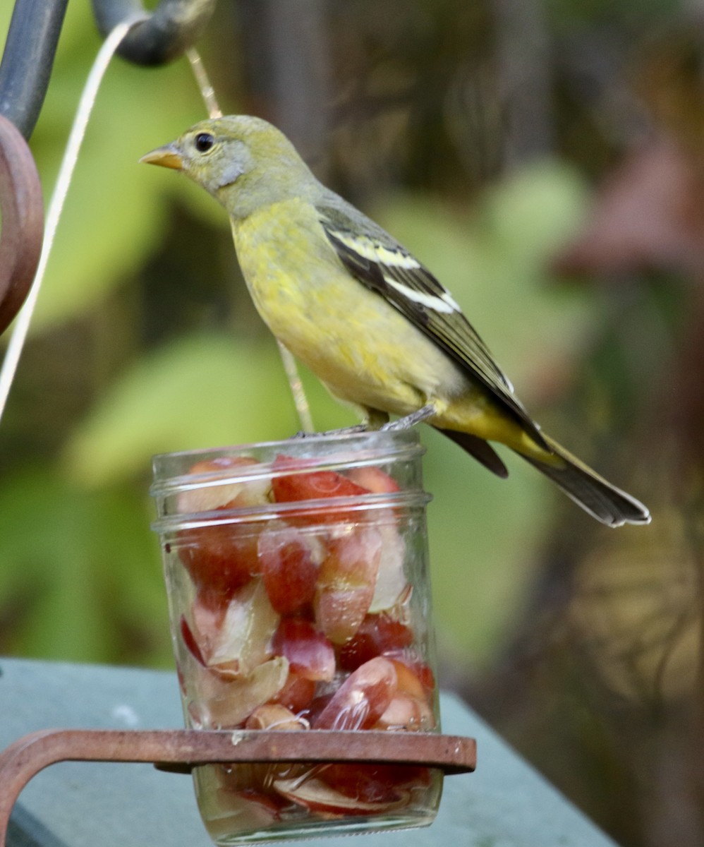 Желтоплечая пиранга - ML646913634