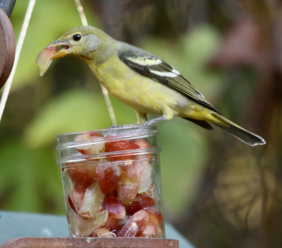 Желтоплечая пиранга - ML646913640