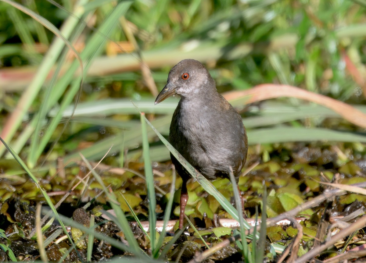 Black Crake - ML646913641