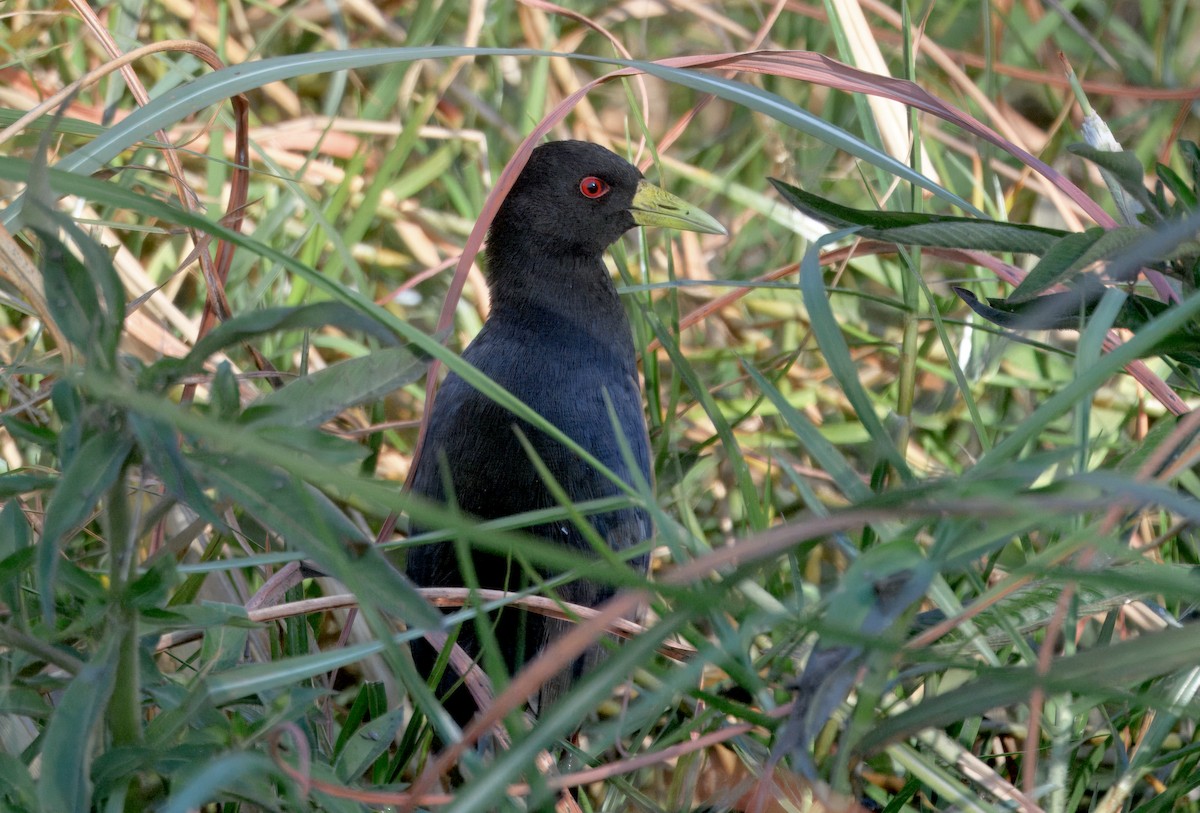 Black Crake - ML646913642