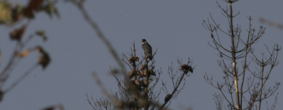 Эгэл шонхор - ML646913643