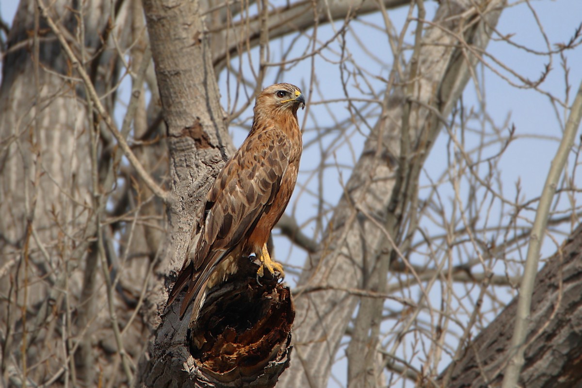 Long-legged Buzzard - ML646913645