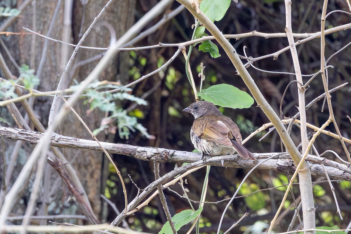 Scaly-throated Honeyguide - ML646913646