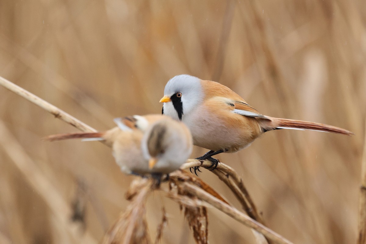 Bearded Reedling - ML646913647
