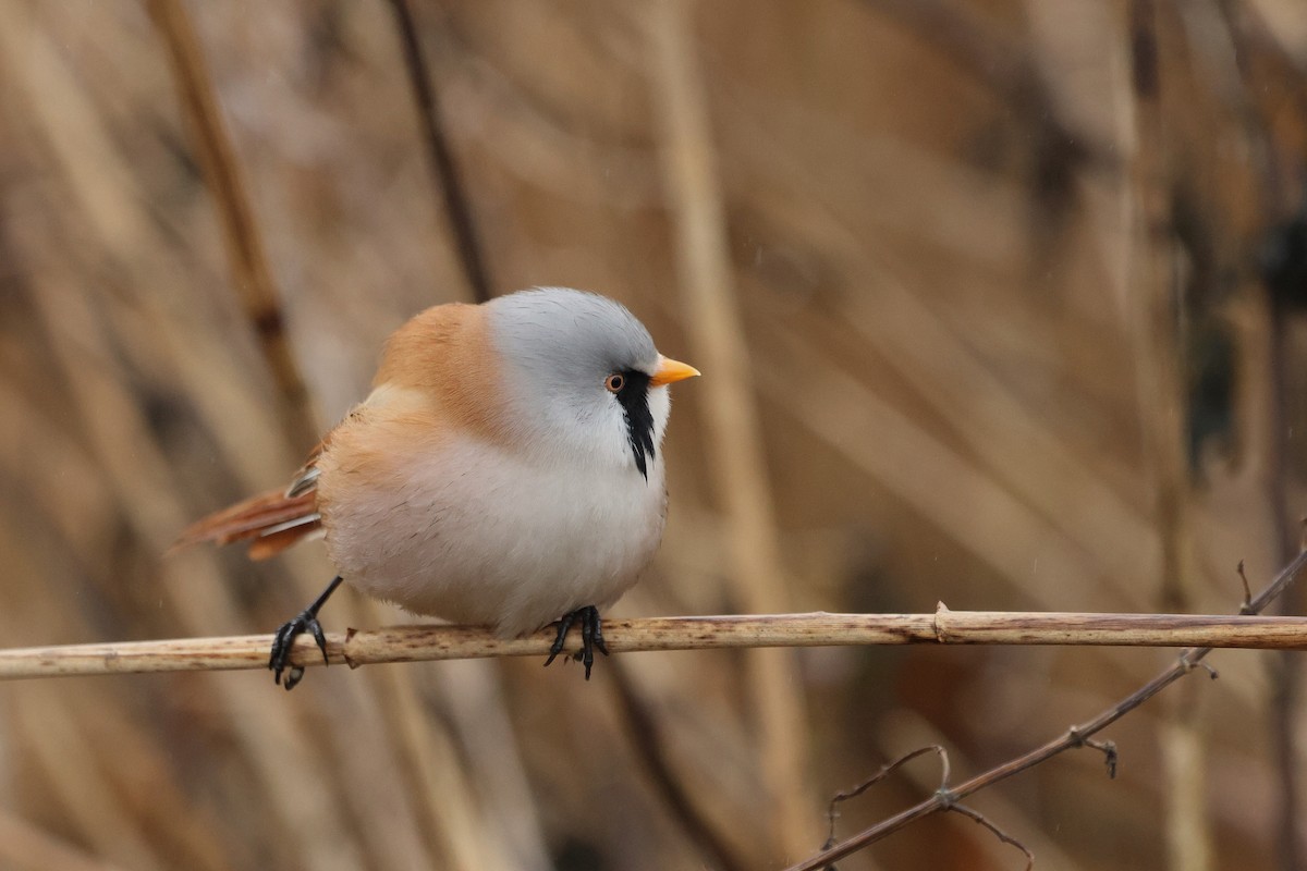 Bearded Reedling - ML646913648