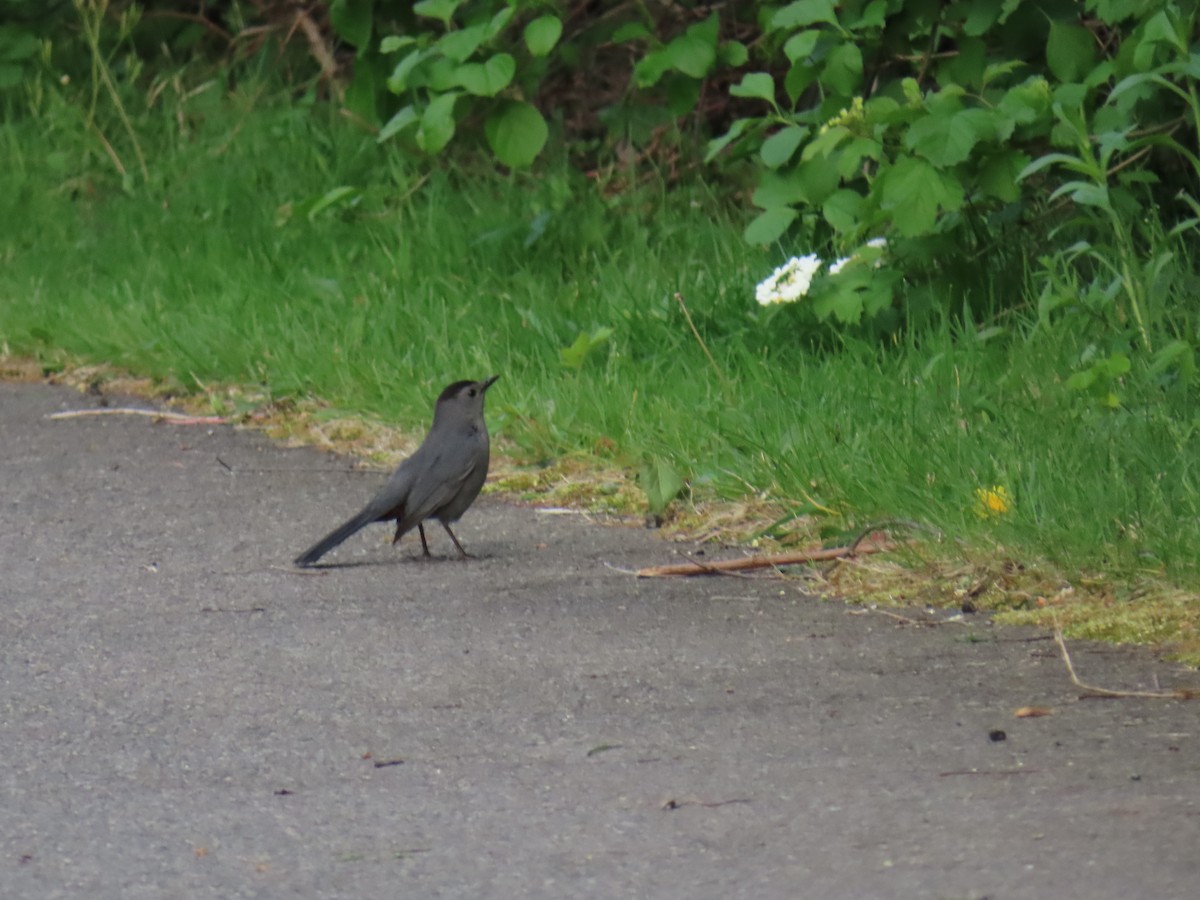 Gray Catbird - ML646913652