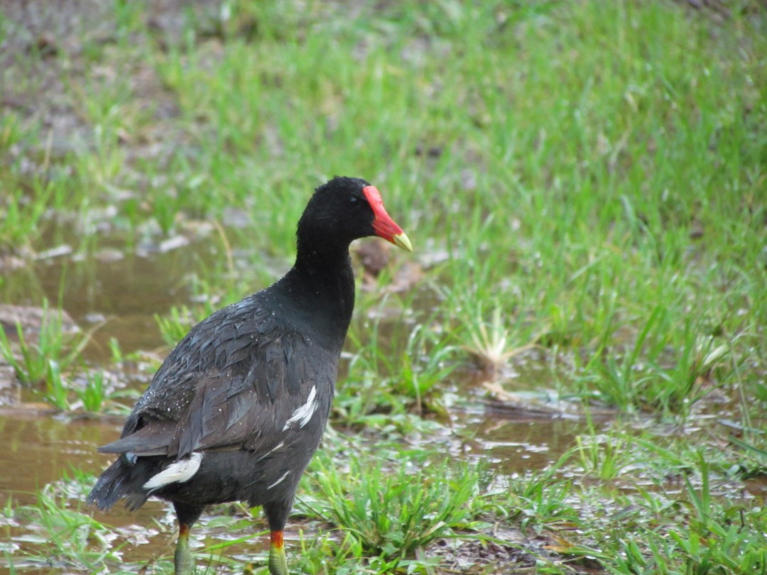 Gallinule d'Amérique - ML646913654