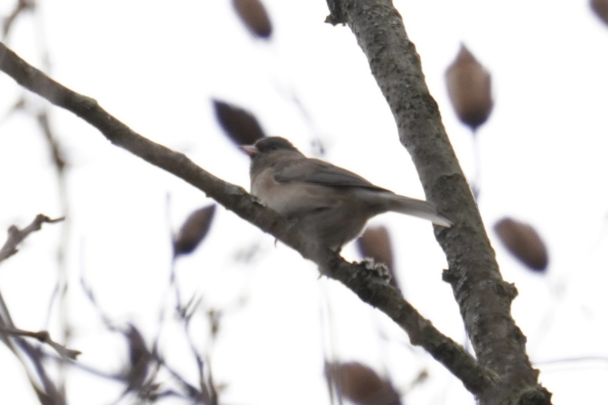 Junco Ojioscuro (Cismontano) - ML646913657