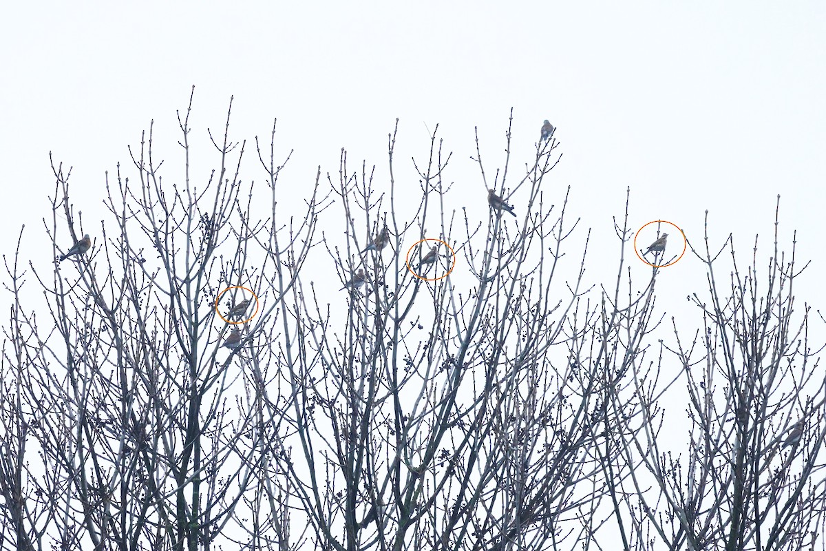 Redwing - ML646913658