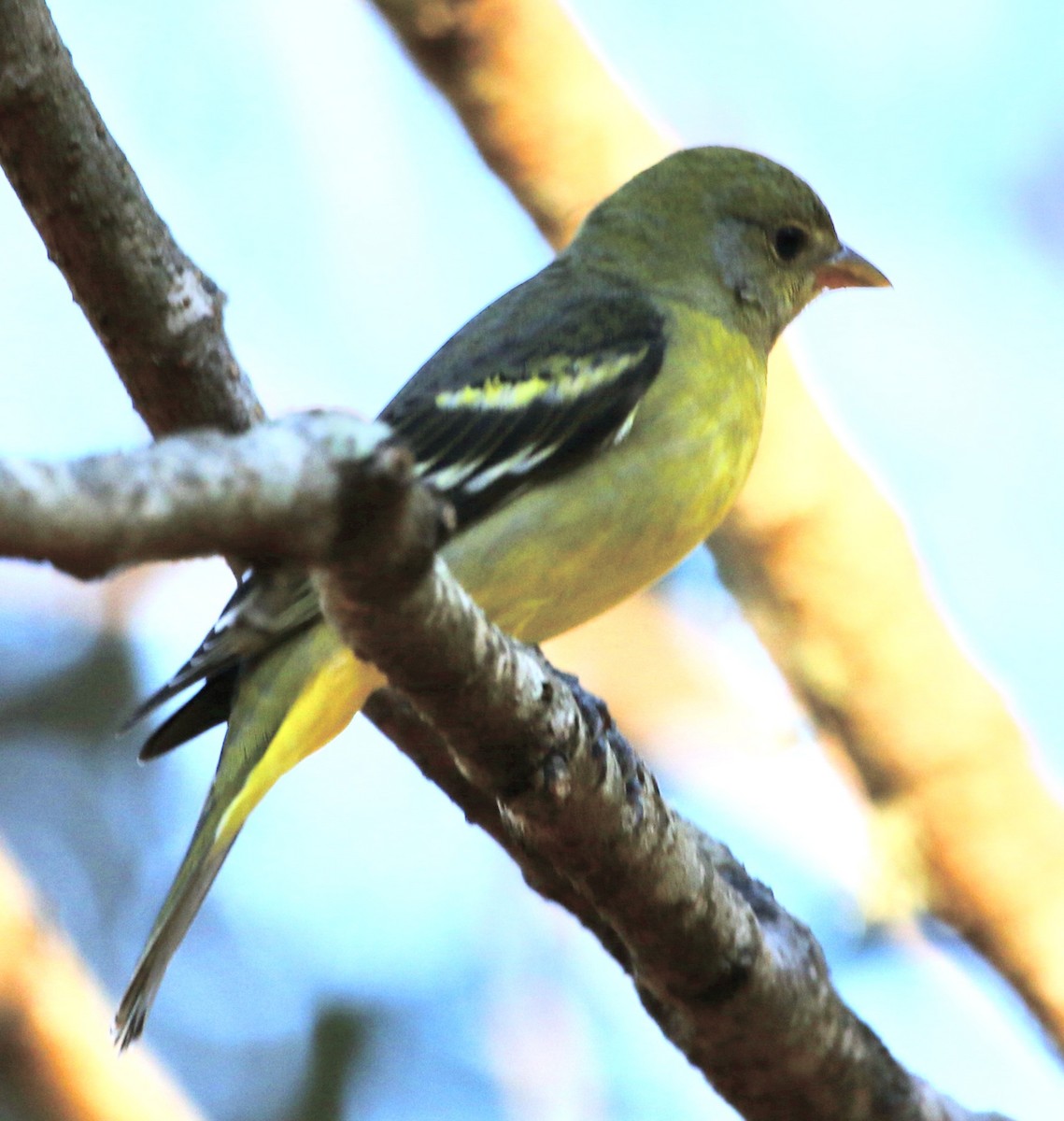 Желтоплечая пиранга - ML646913659